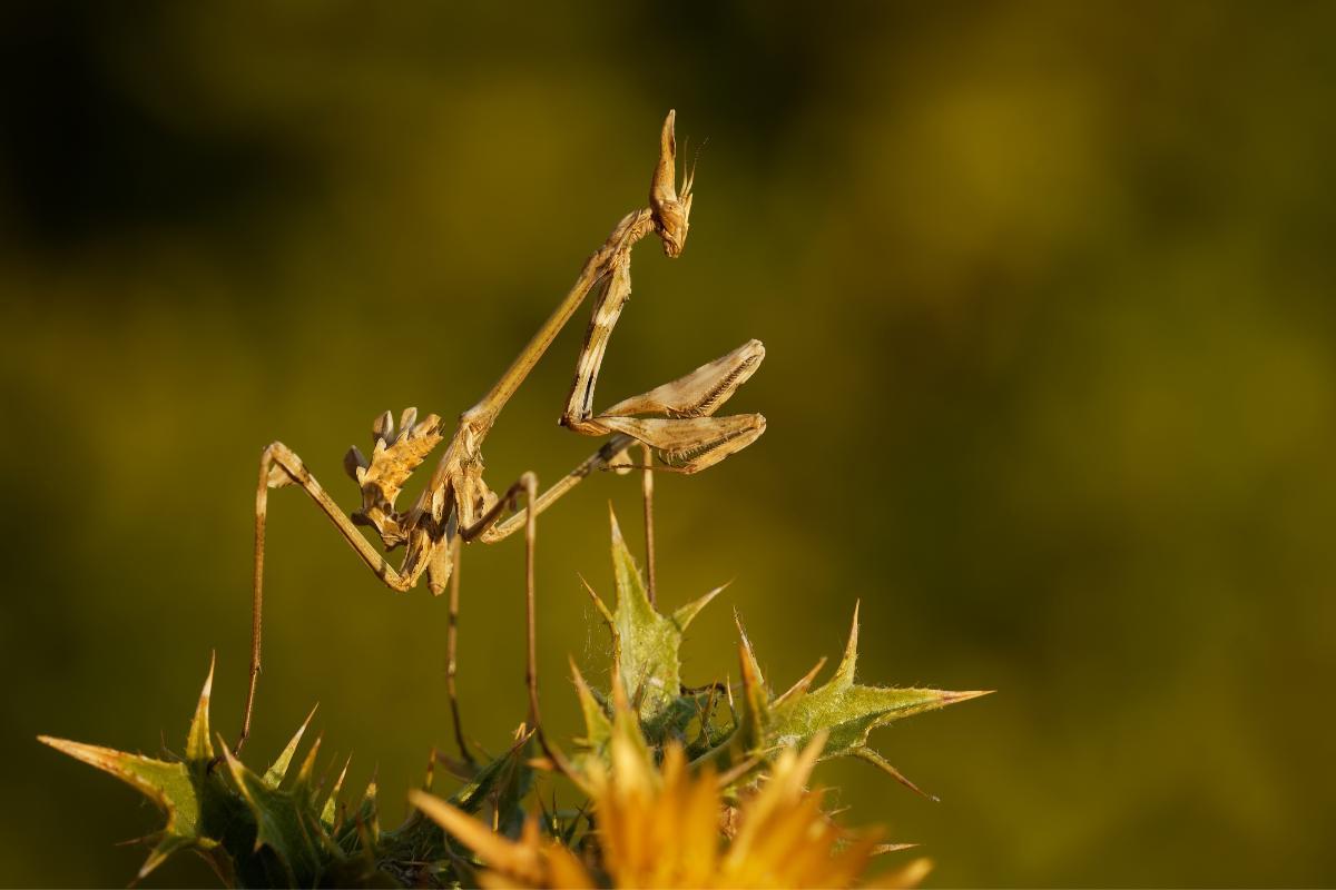15 TYPES De MANTES RELIGIEUSES Noms Et Photos