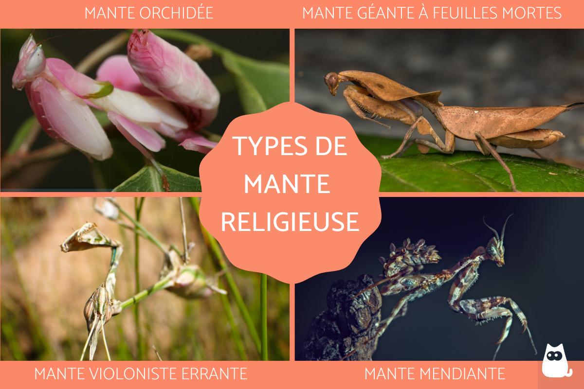 15 TYPES de MANTES RELIGIEUSES Noms et photos