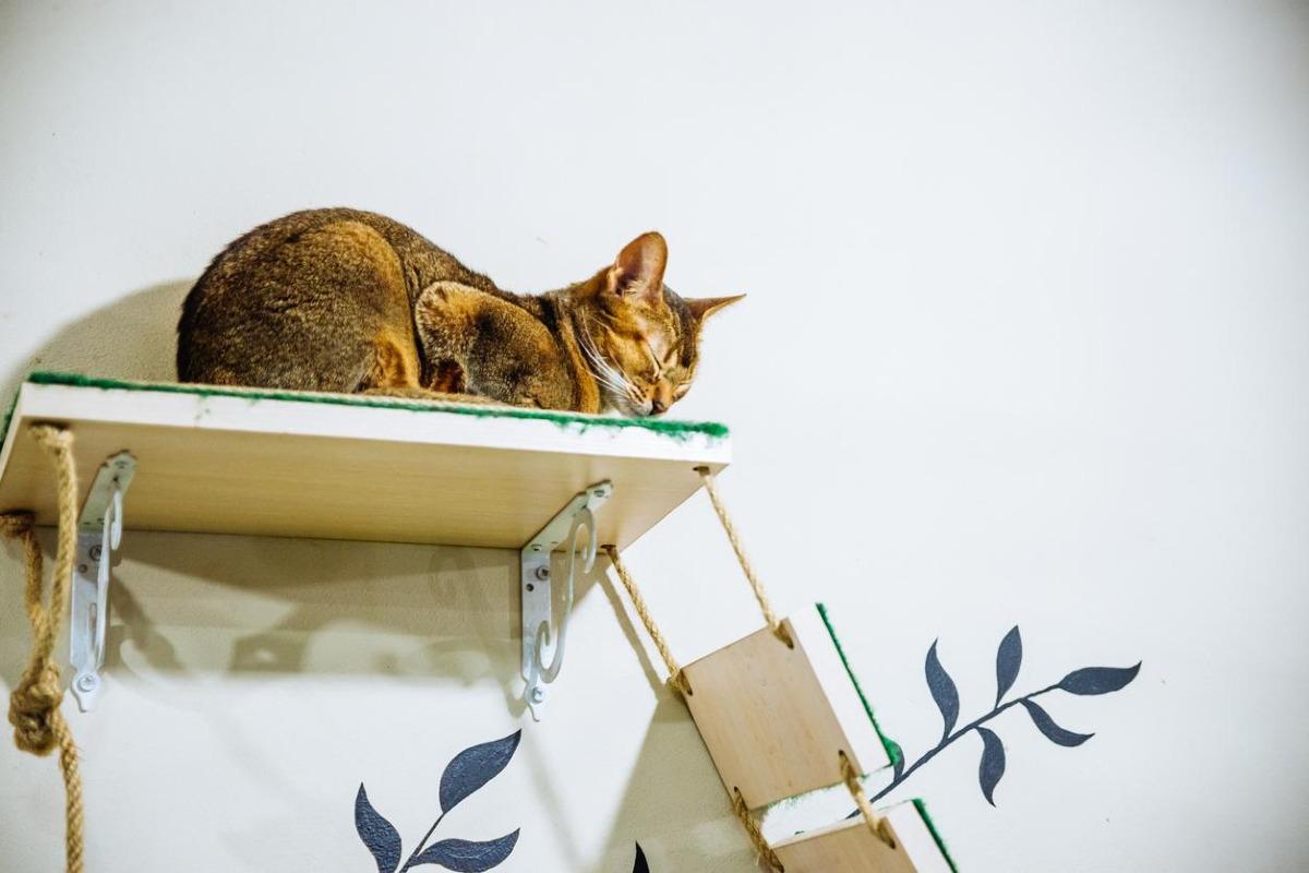 Comment faire pour que mon chat ne monte pas sur le canapé ? - Astuces