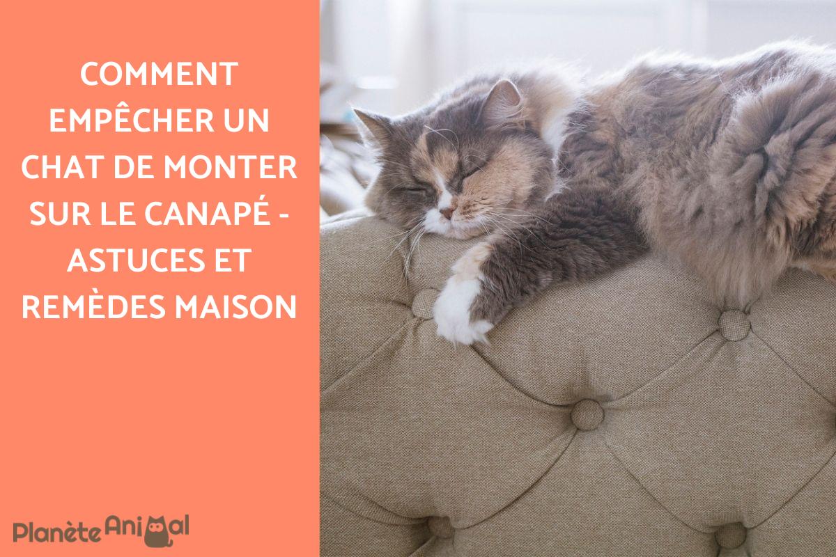 Comment faire pour que mon chat ne monte pas sur le canapé ?