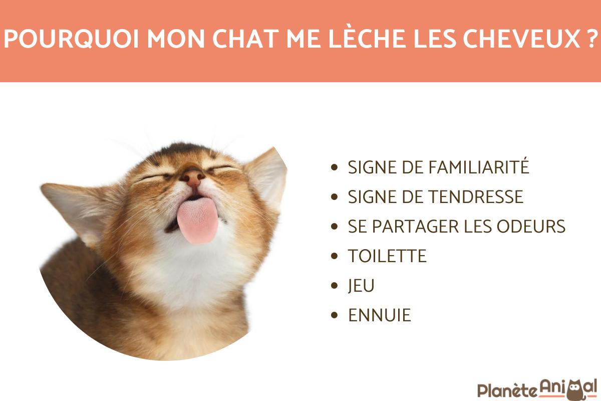 Pourquoi mon chat me lèche les cheveux ?