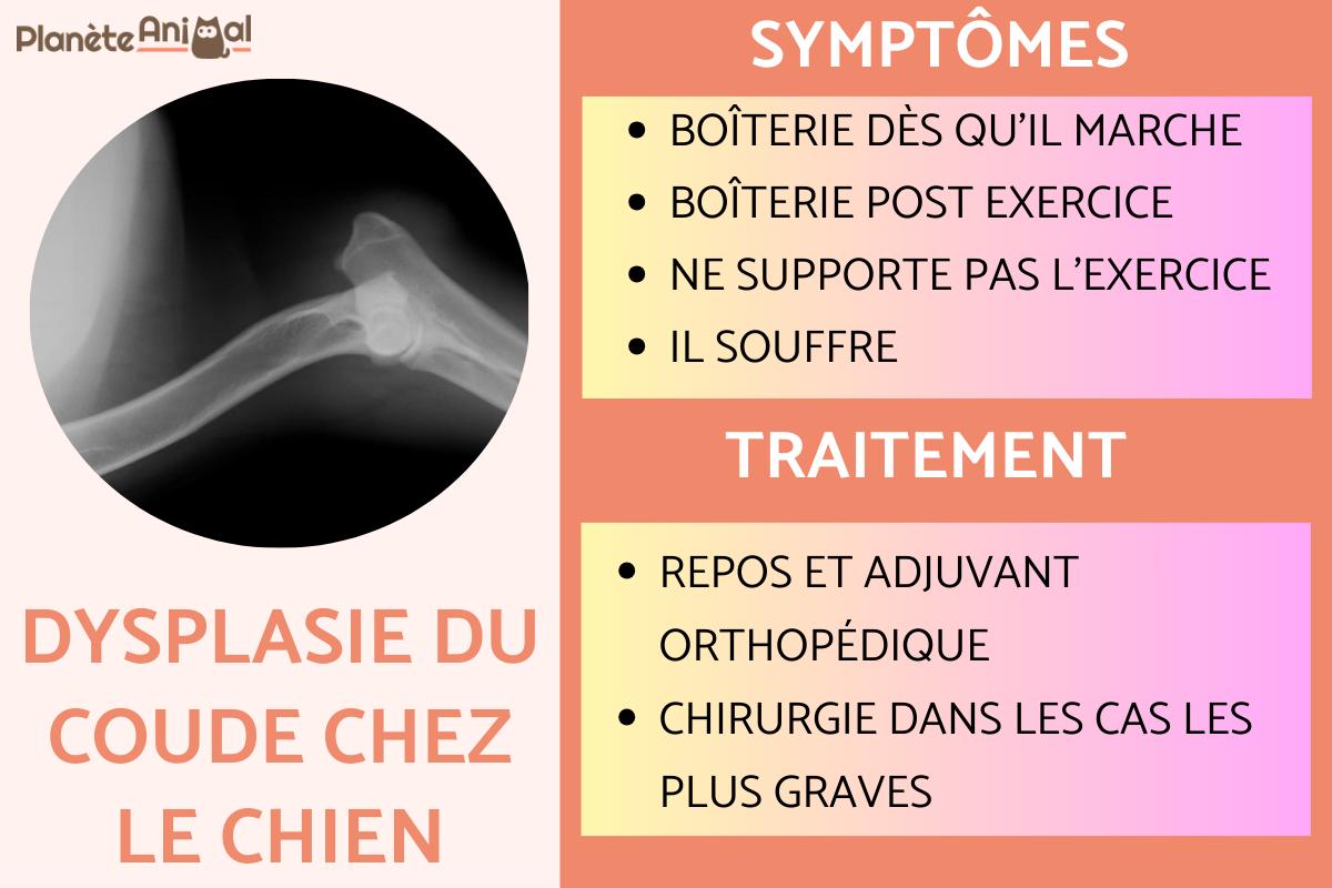 Dysplasie du coude chez le chien - Symptômes, traitement et prix
