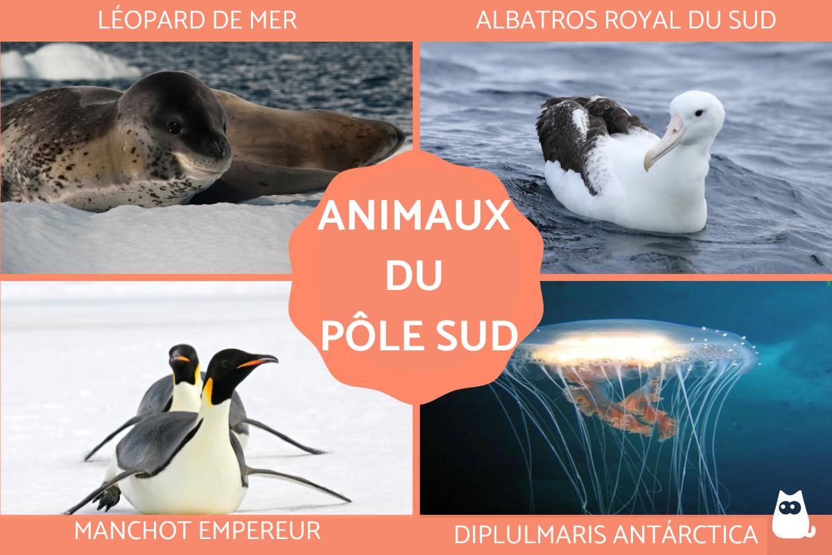 Animaux du Pôle Sud
