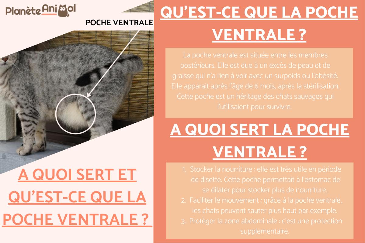 La poche ventrale chez le chat - Qu'est-ce que c'est et à quoi ça sert ?