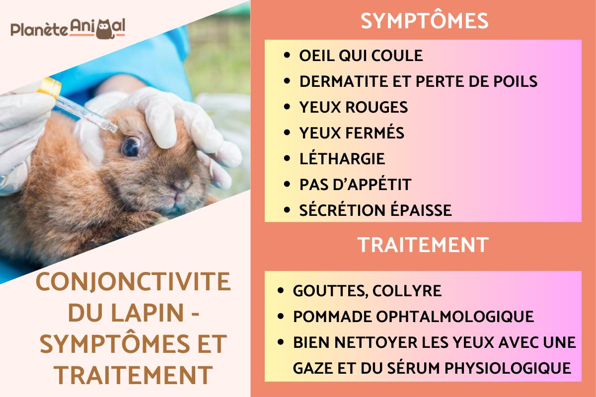 Conjonctivite du lapin Symptômes et Traitement (maladie du lapin aux yeux rouges)