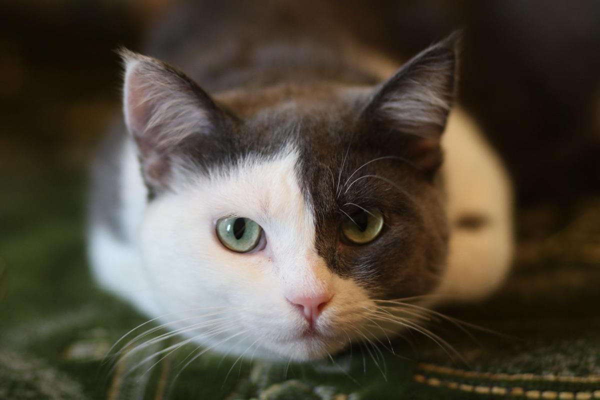 Hyperattachement chez le chat - Solutions