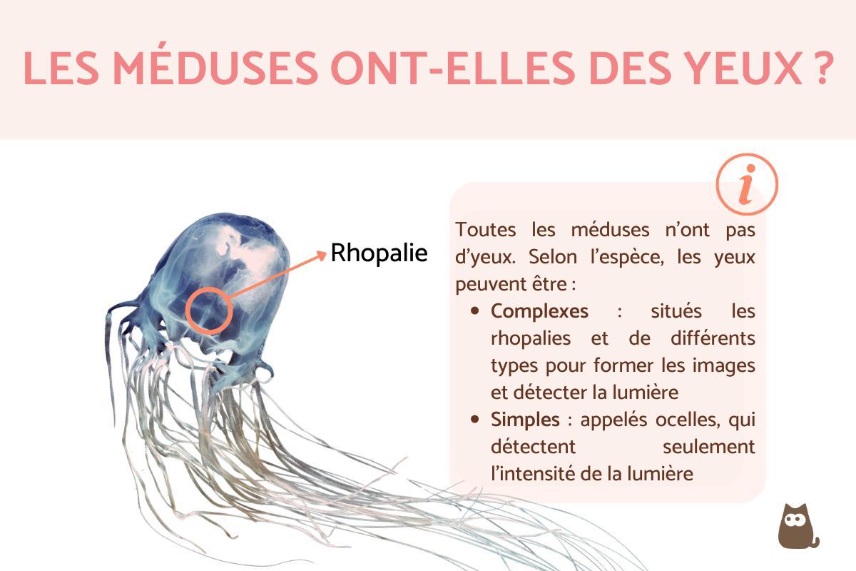 Les méduses ont-elles des yeux ?