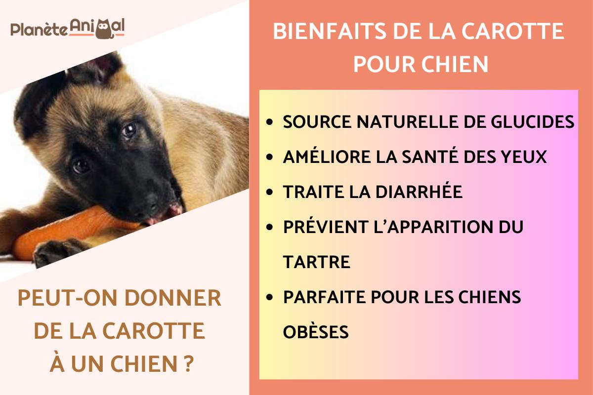 Peut-on donner de la carotte à un chien ?