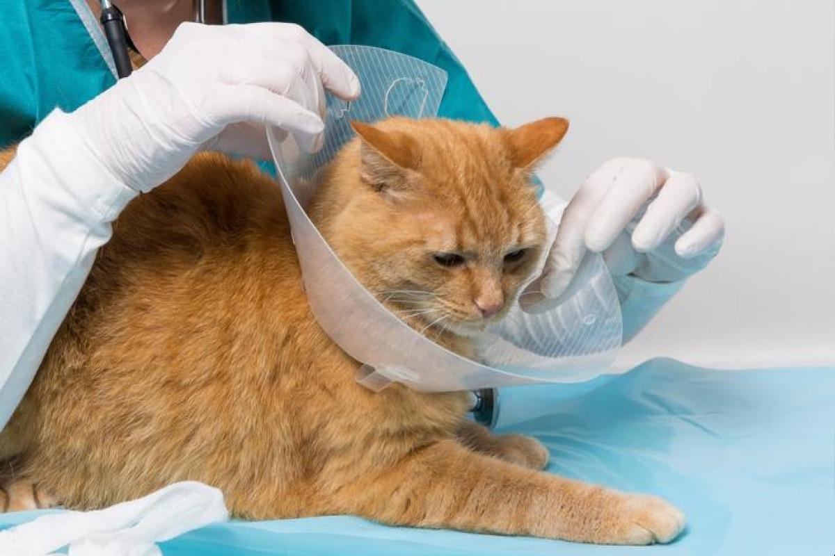 OCCLUSION INTESTINALE chez le CHAT Symptômes et traitement