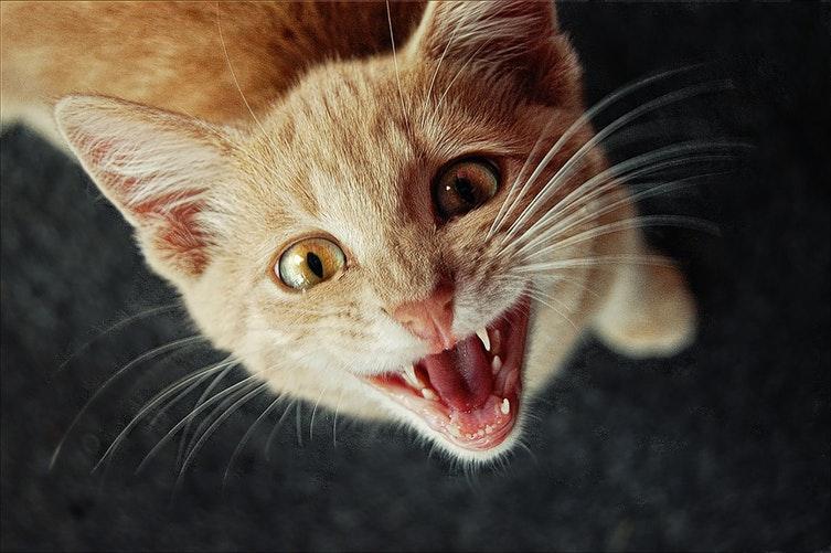 Pourquoi mon chat ne ronronne plus ? Causes et solutions