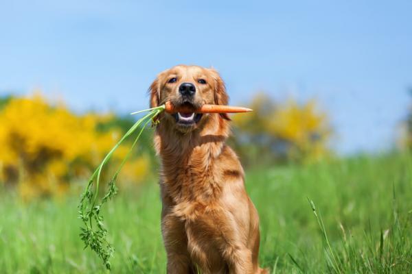 Mon chien pue de la gueule, que faire ?