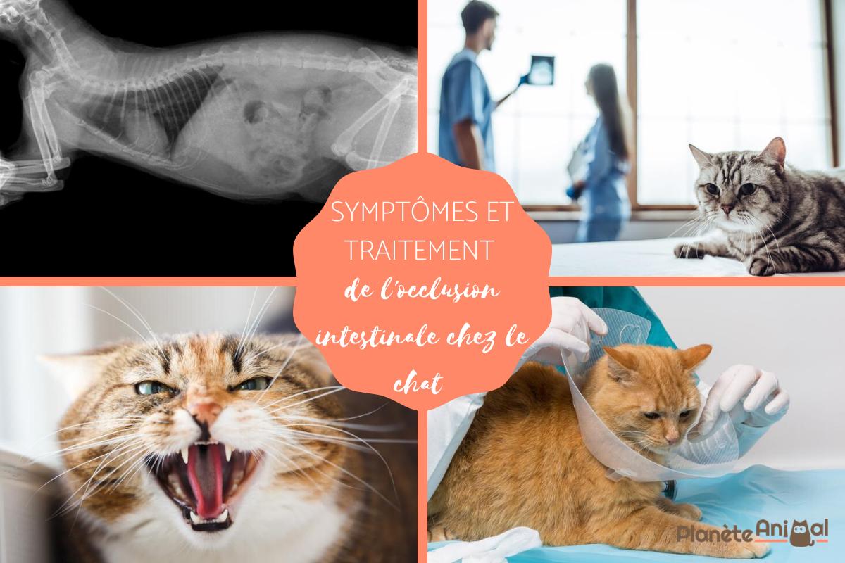 Occlusion intestinale chez le chat - Symptômes et traitement