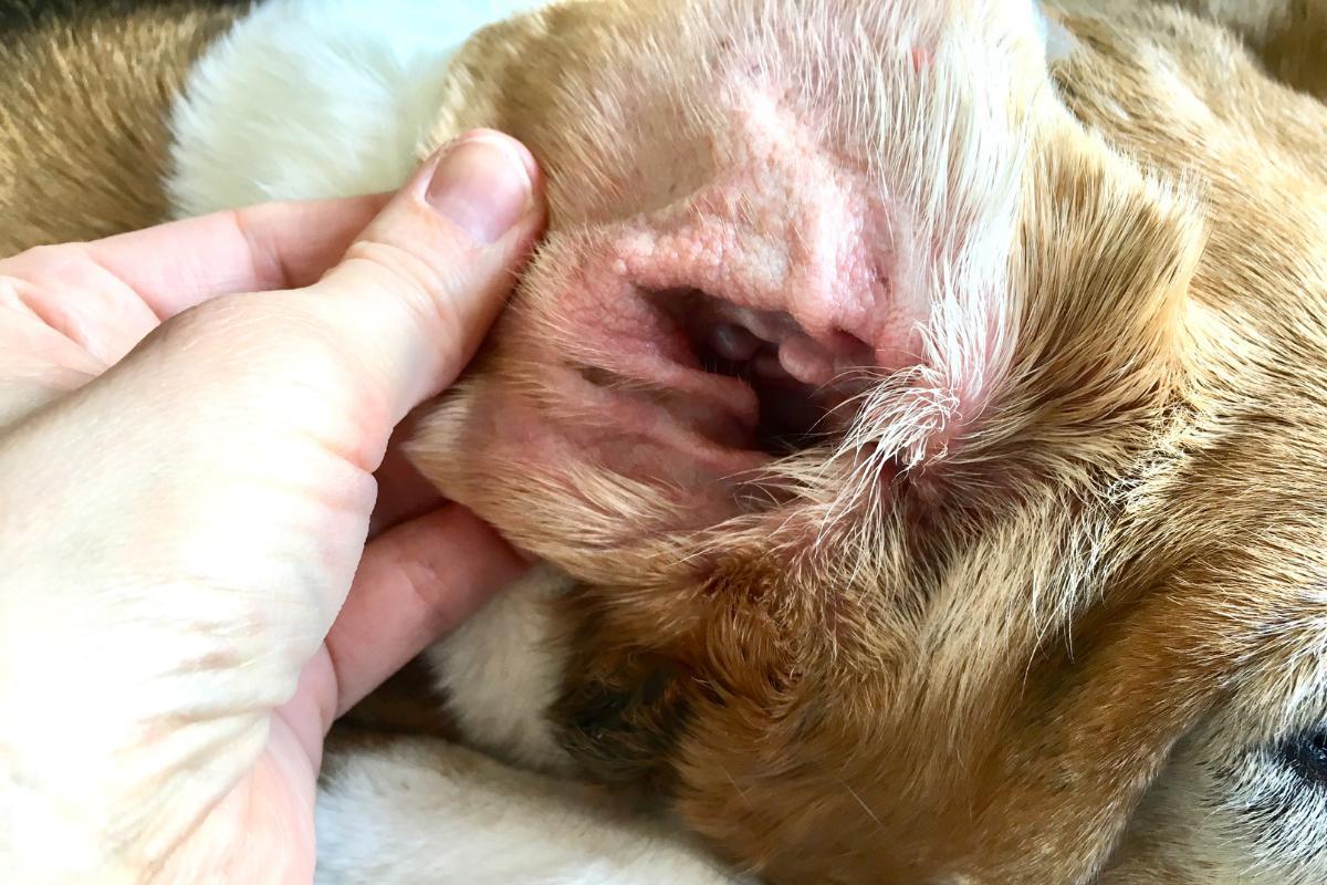 Oreilles rouges chez le chien : causes et que faire