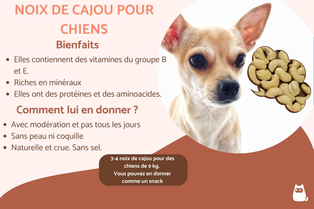Peut-on donner des noix de cajou à un chien ?