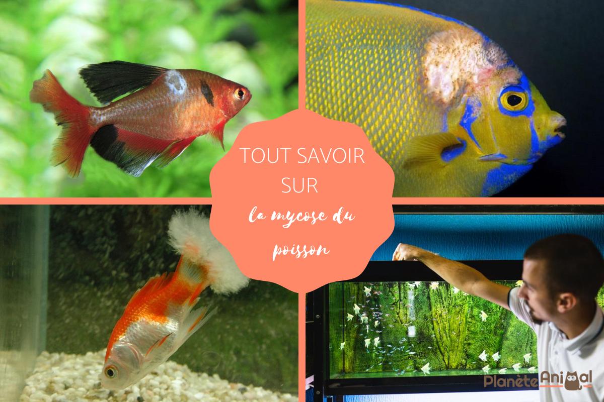 Mycose du poisson - Symptômes et traitement