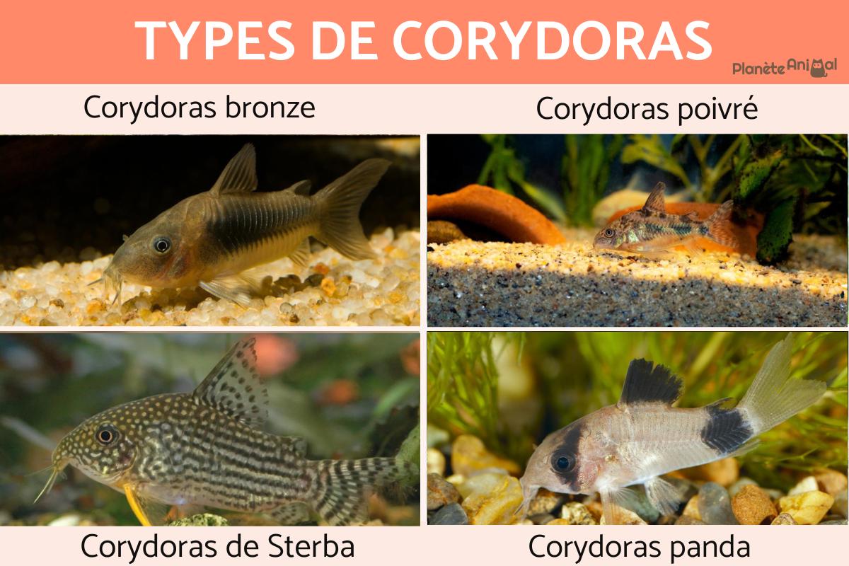 Types de corydoras
