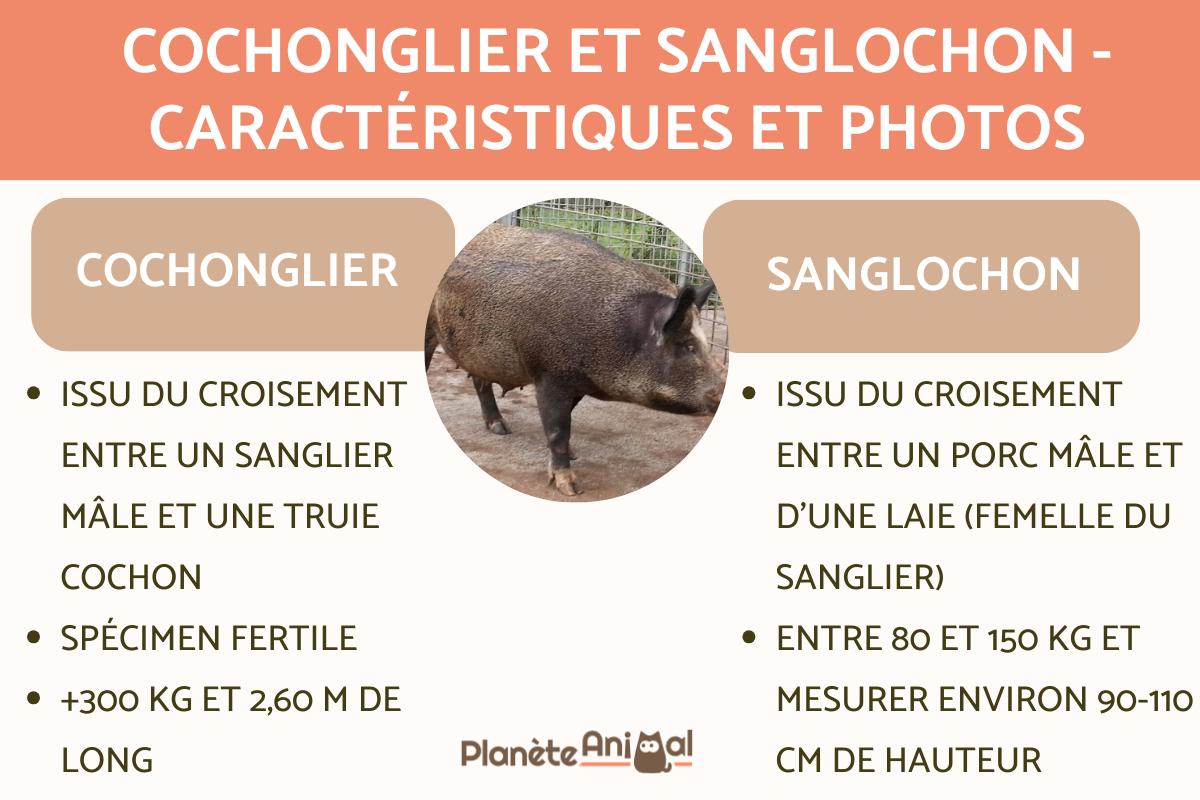 Cochonglier et sanglochon - Caractéristiques et photos