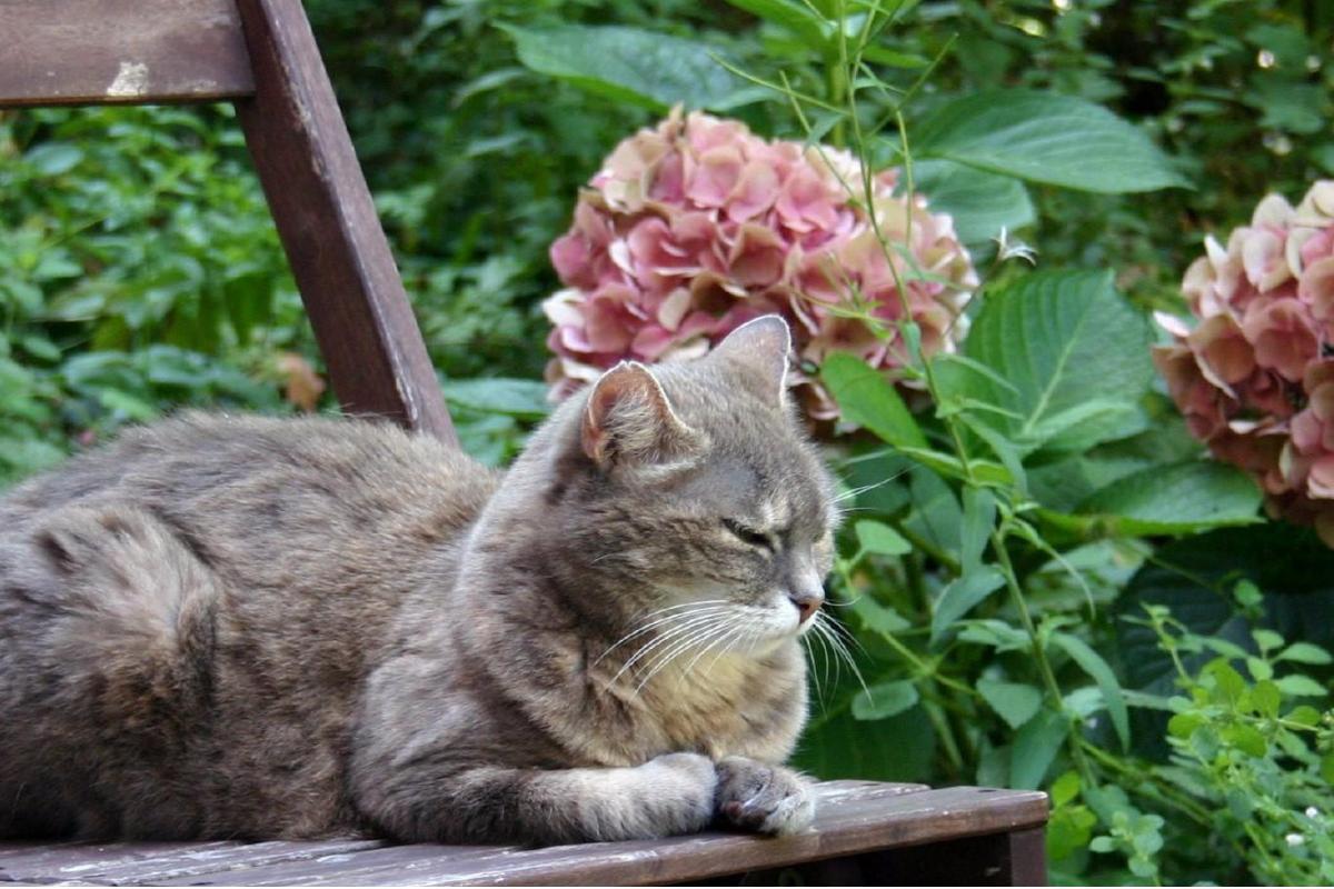 COMMENT EMPÊCHER LES CHATS DE VENIR DANS MON JARDIN