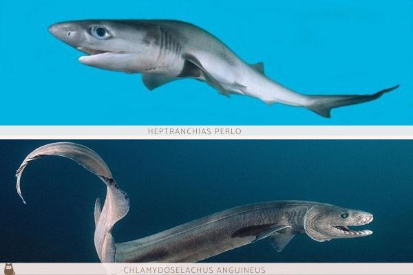 Requins préhistoriques - Espèces éteintes et vivantes - Espèces de requins préhistoriques