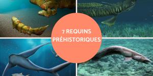 Requins préhistoriques - Espèces éteintes et vivantes