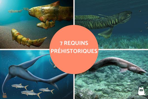 Requins préhistoriques - Espèces éteintes et vivantes