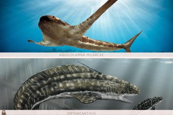 Requins préhistoriques - Espèces éteintes et vivantes -