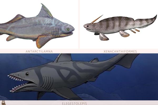 Requins préhistoriques - Espèces éteintes et vivantes - Requins préhistoriques éteints