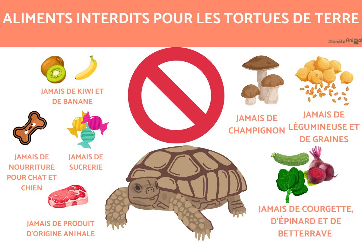 Que Mange Une Tortue Domestique DFTXN
