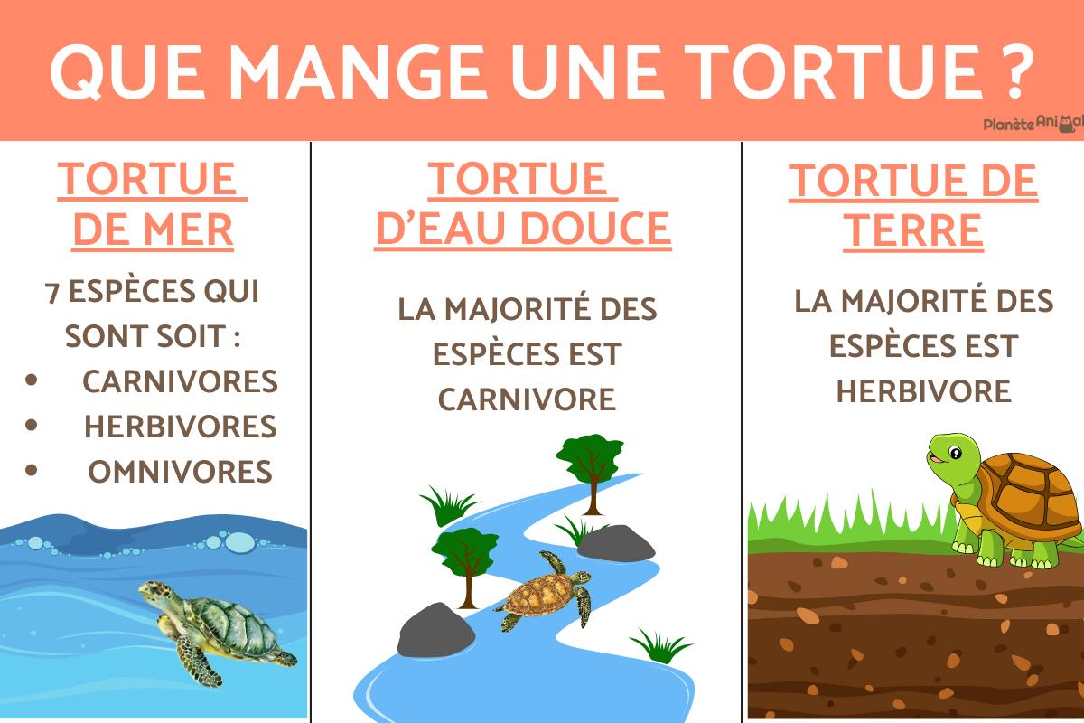 Que mange une tortue ?