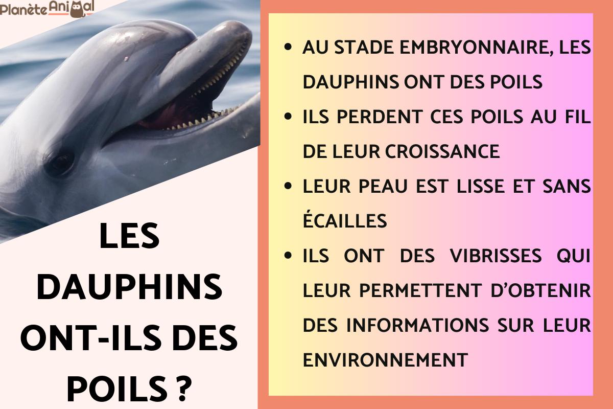 Les dauphins ont-ils des poils ?