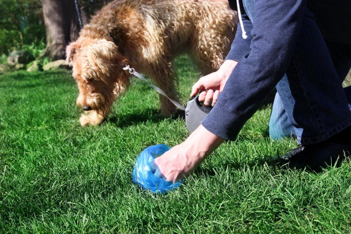 Mon chien fait caca liquide - Causes et solutions