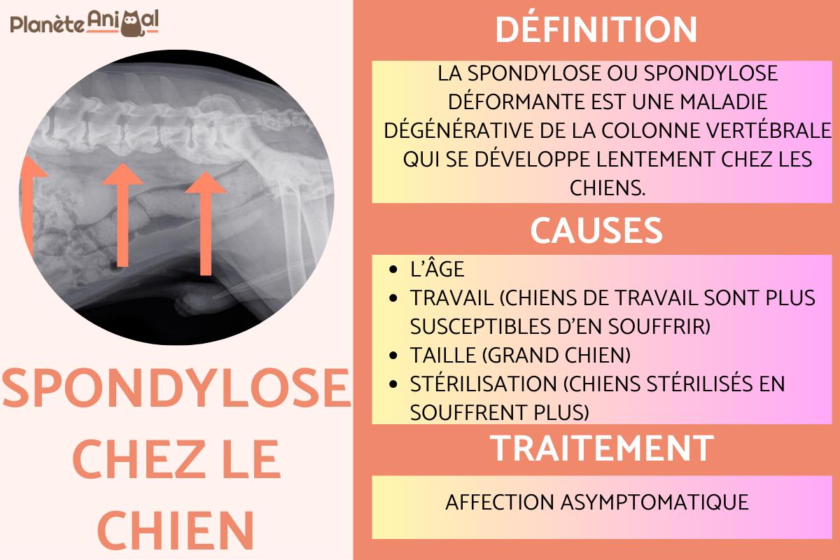Spondylose chez le chien - Symptômes et traitement