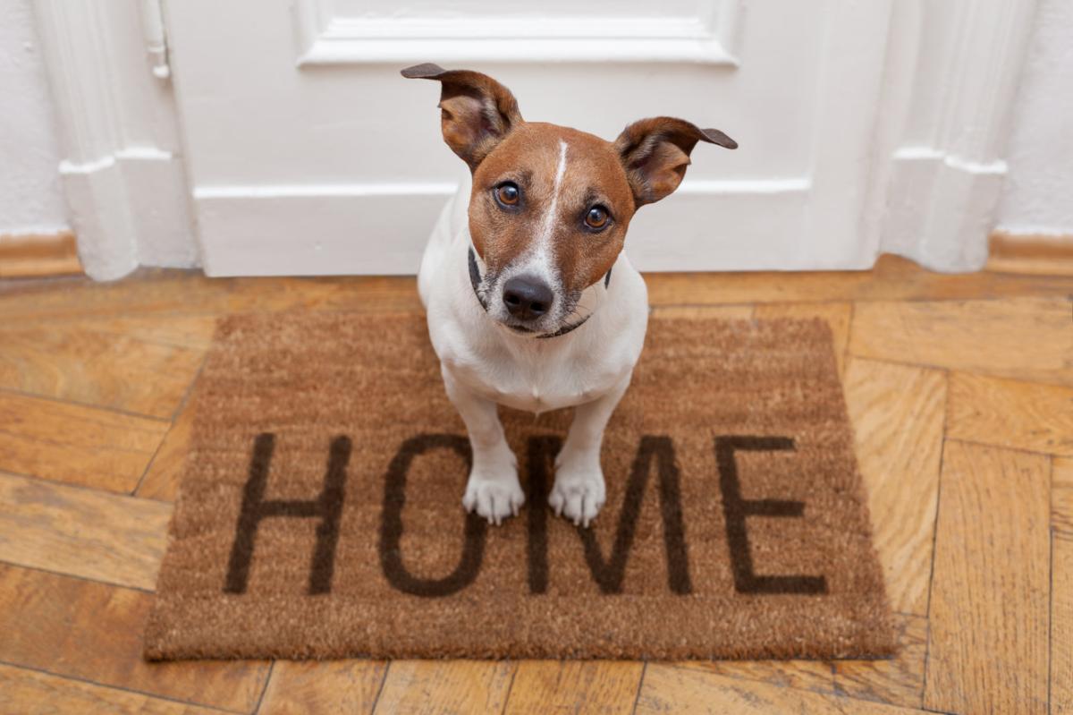 Où adopter un chien à Paris