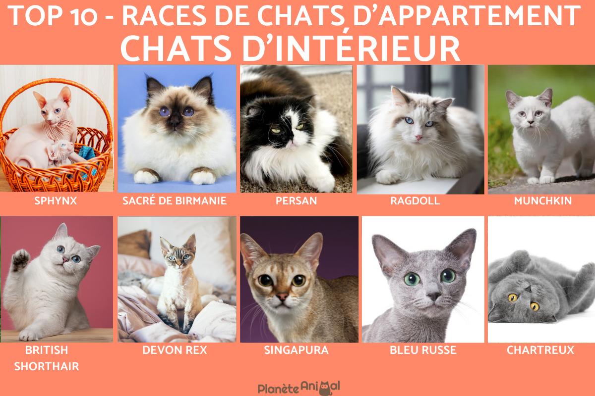 Chat d'intérieur - Races de chats d'appartement