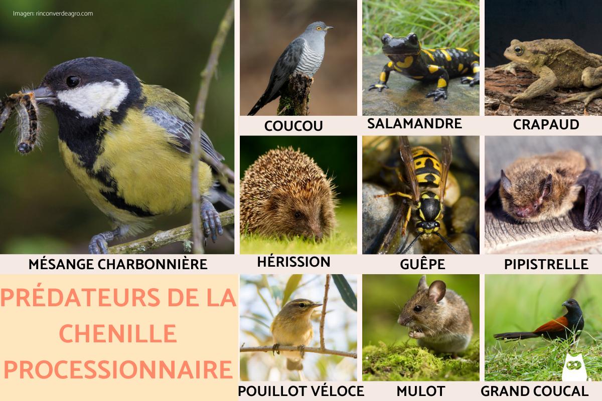 Prédateurs de la chenille processionnaire