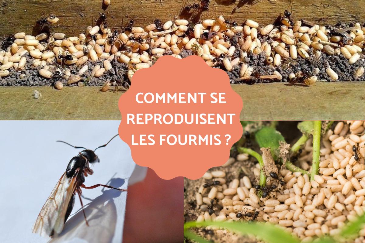 Comment se reproduisent les fourmis ?