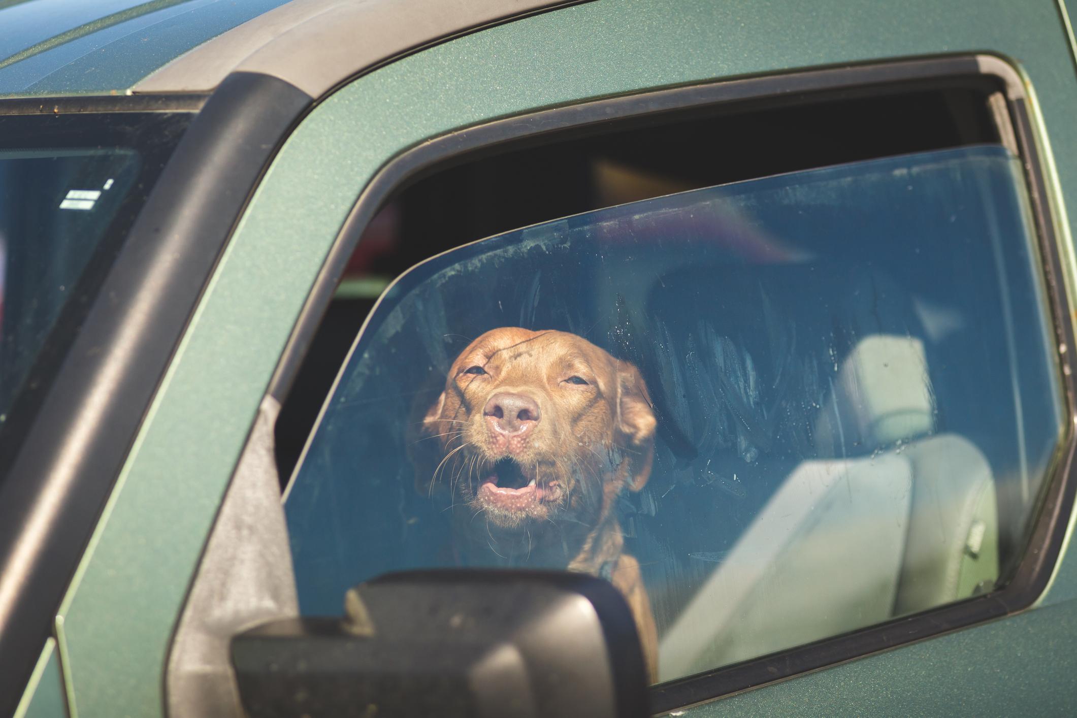 Mon chien RESPIRE VITE Causes et que faire