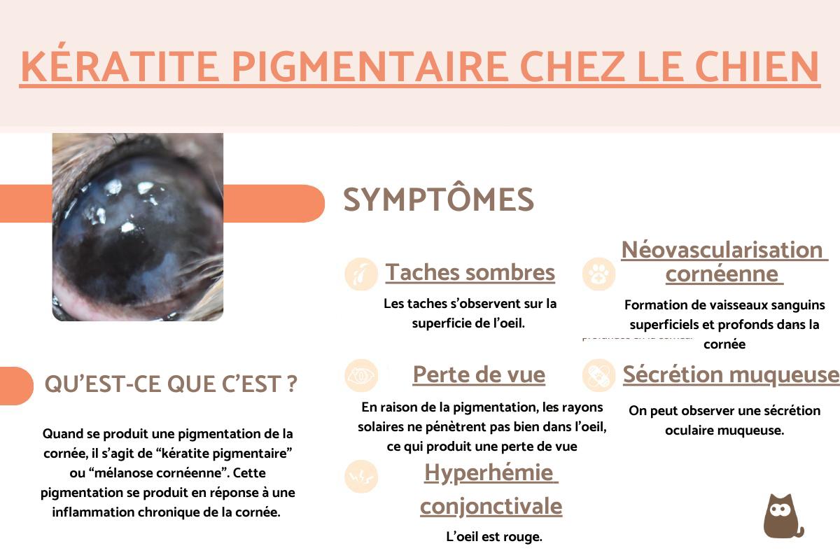 Kératite pigmentaire chez le chien : traitement et causes