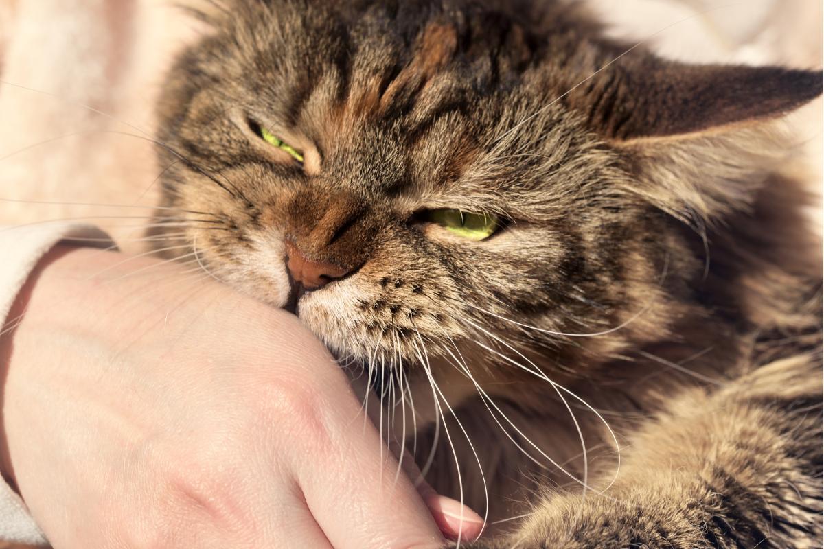Mon chat se frotte contre moi et me mordille : causes et que faire