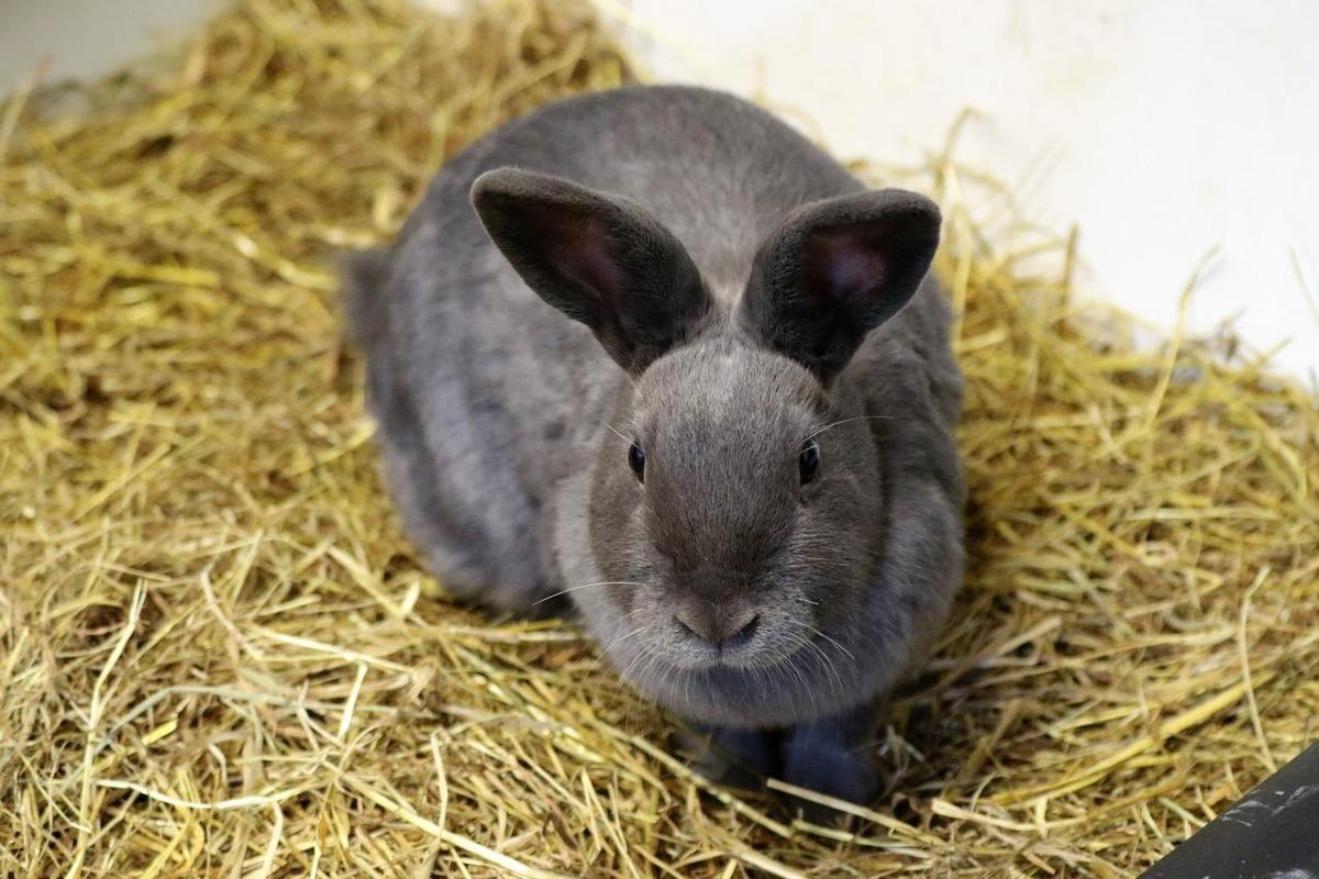 Pourquoi mon lapin urine-t-il rouge ?