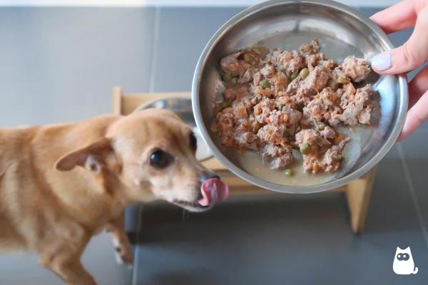 Problèmes digestifs chez le chien : que lui donner à manger ? - Aliments faits maison pour les chiens souffrant de troubles digestifs