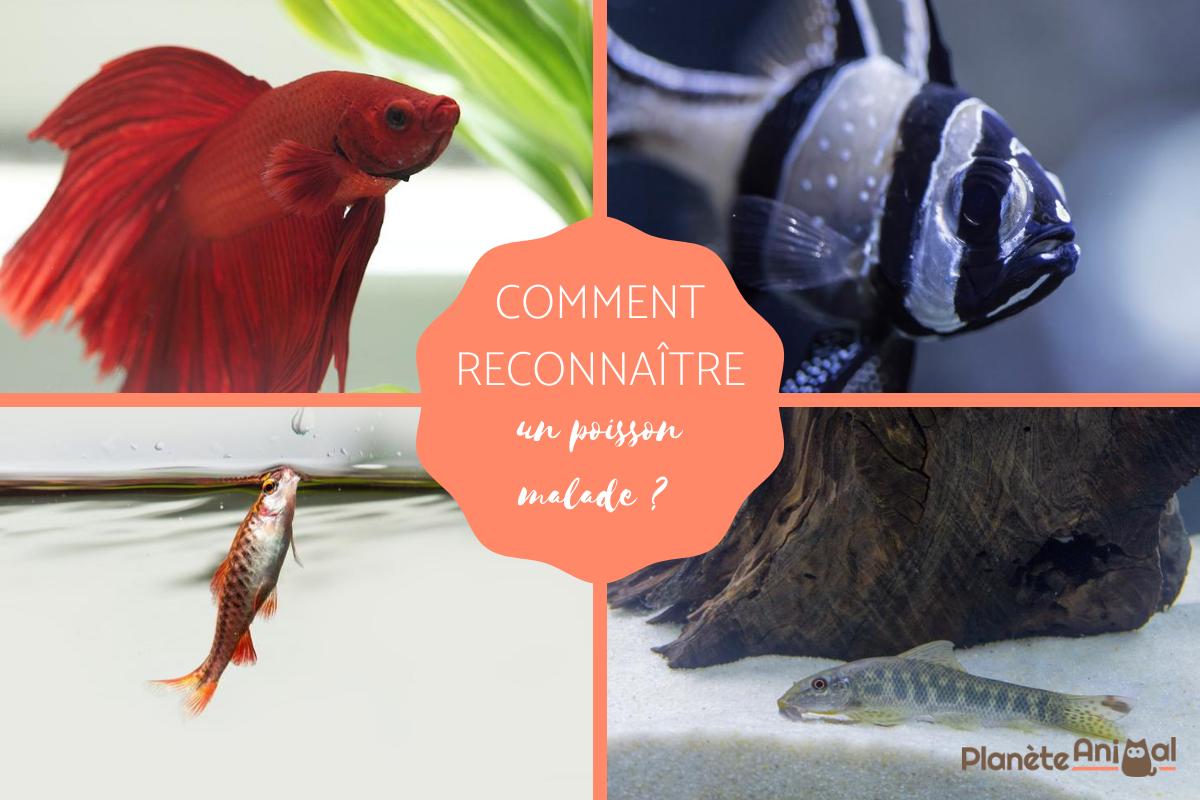 Poisson malade - Symptômes et que faire