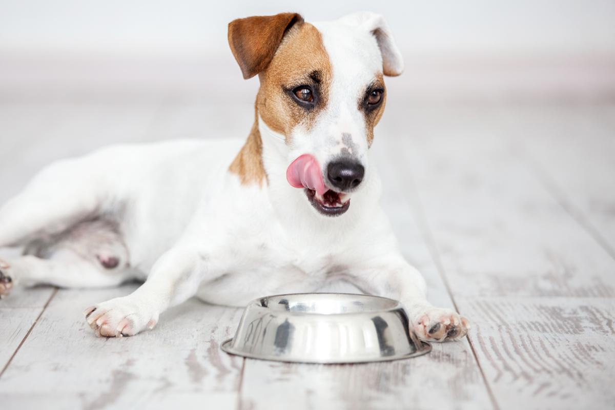 Problèmes digestifs chez le chien : que lui donner à manger ?