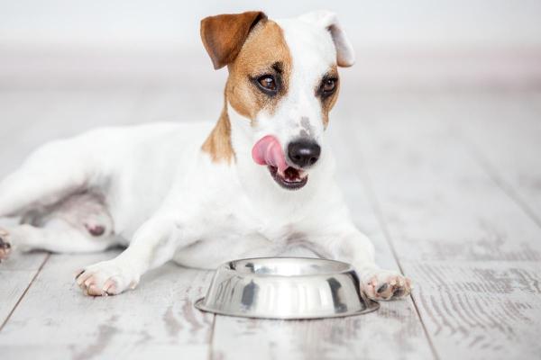 Problèmes digestifs chez le chien : que lui donner à manger ?