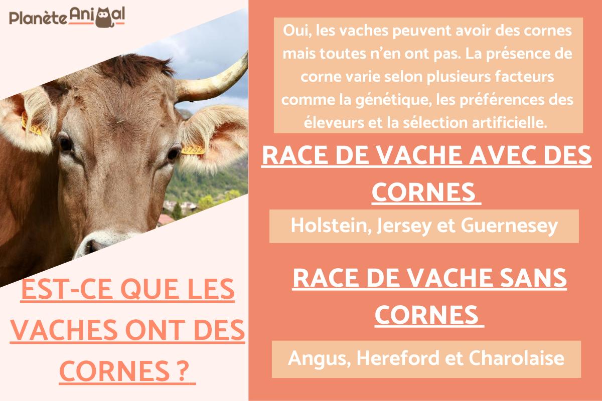 Est-ce que les vaches ont des cornes ?