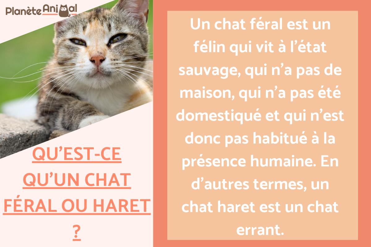 Chat féral ou haret : photos et caractéristiques