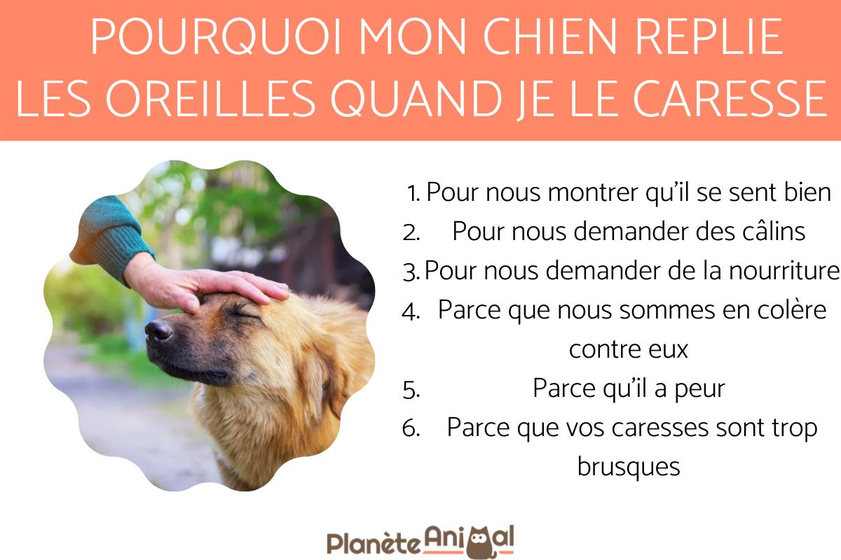 Pourquoi mon chien replie les oreilles en arrière quand je le caresse ?