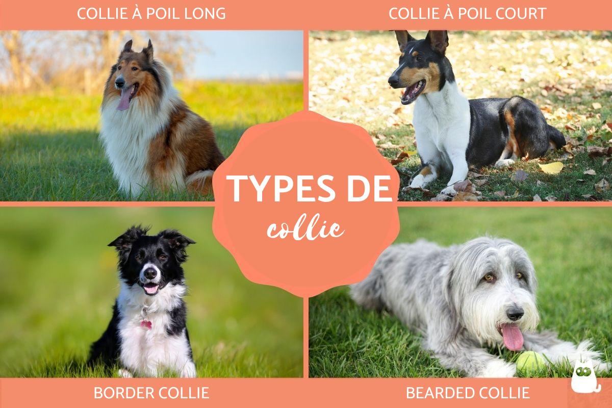 4 races de chien collie - Caractéristiques, différences et photos