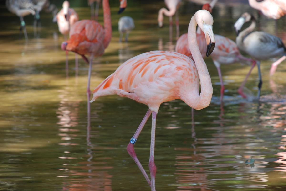 Pourquoi les flamants roses dorment sur une patte