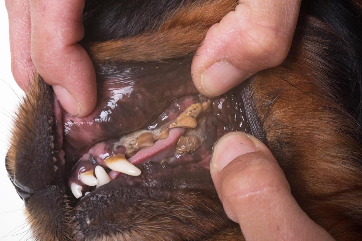 Maladie parodontale chez le chien - Causes, traitement et conséquences